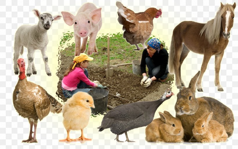 Animal Production - Husbandry