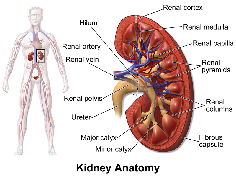 The Kidneys Structure And Location