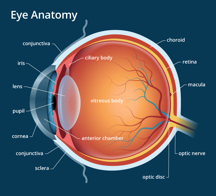 The Human Eye Structure And Functions