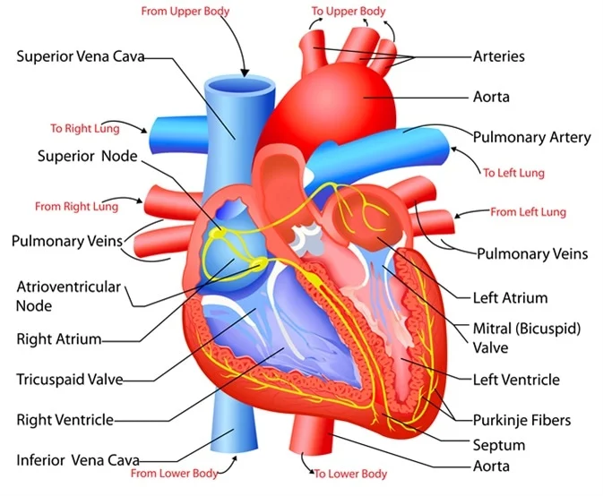 The Human Heart Structure And Functions