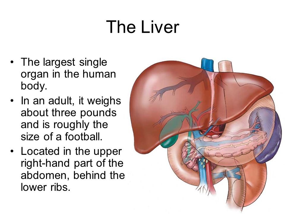 Human Liver